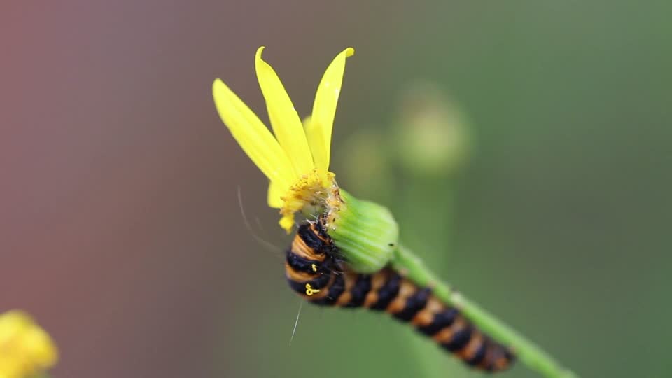 Caterpillar flower eating