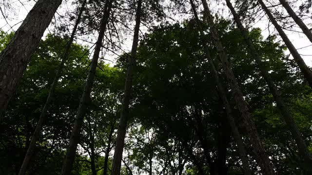 Forest nature garden