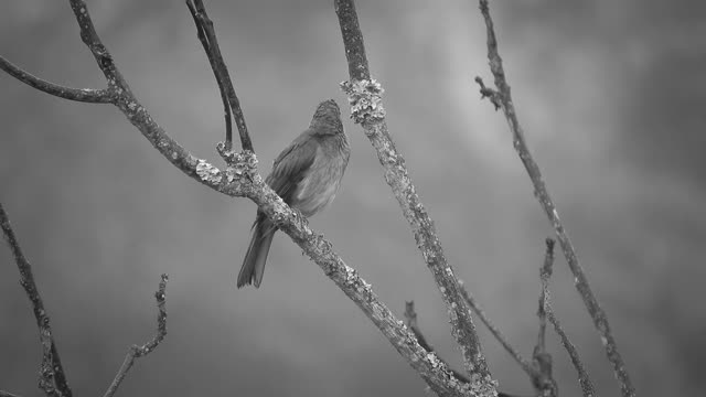 Black and white nature bird