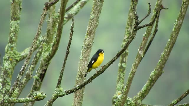 Nature bird colombia