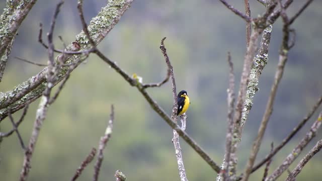 Nature bird tree