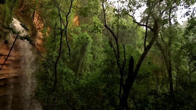 Waterfall forest nature