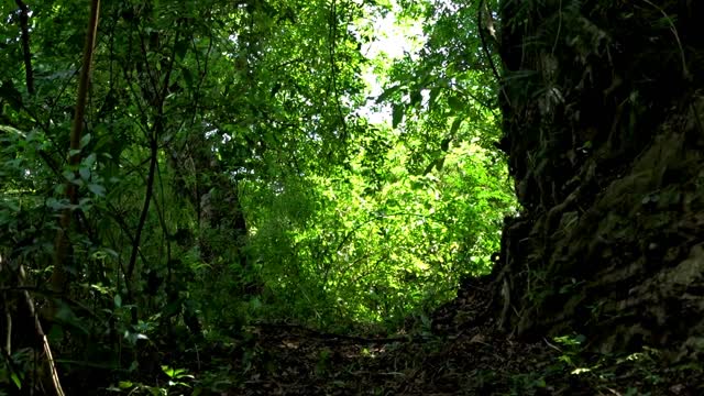 Trail forest nature