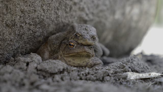 Toad to crawl crawl