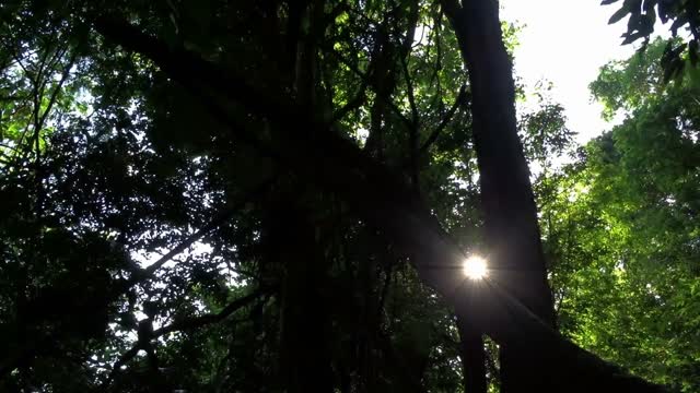 Forest green trees