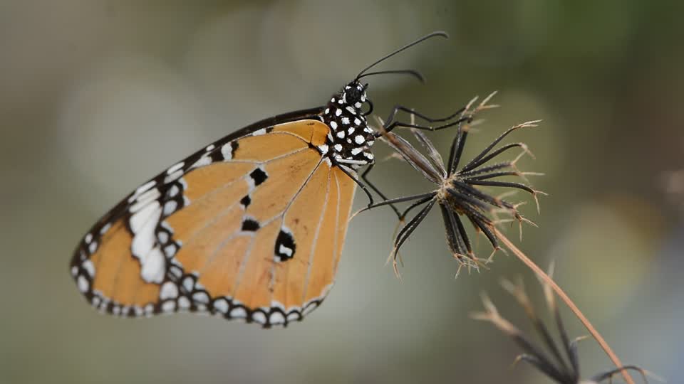 Nature flower butterfly