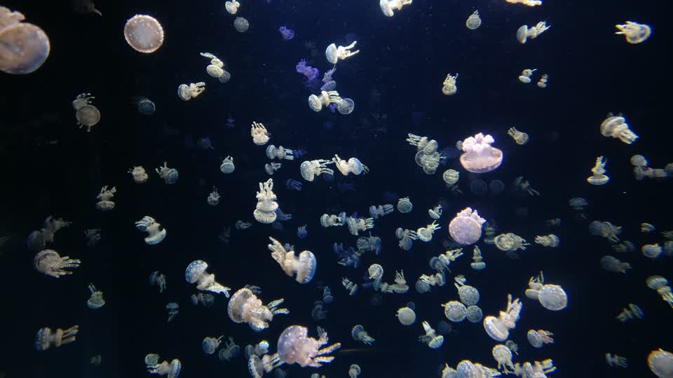 Jellyfish animal water
