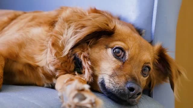 Dog pet animal