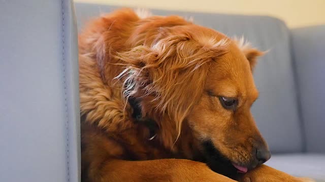 Dog pet animal