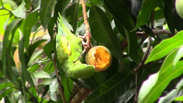 Birdie parakeet bird