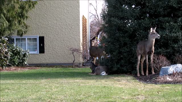 Deer nature animal