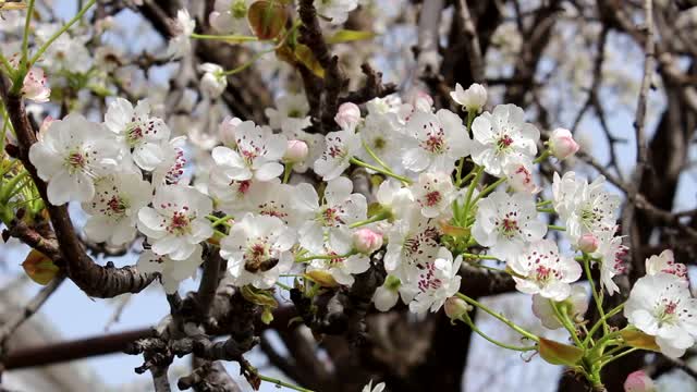 Spring flowers garden