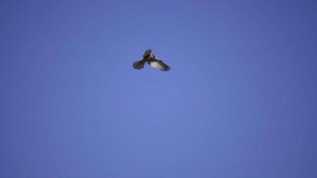 Heaven buzzard flight
