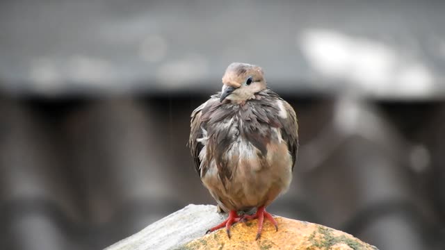 Nature bird paloma