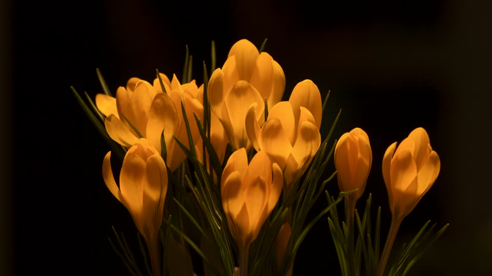 Crocus blossom bloom