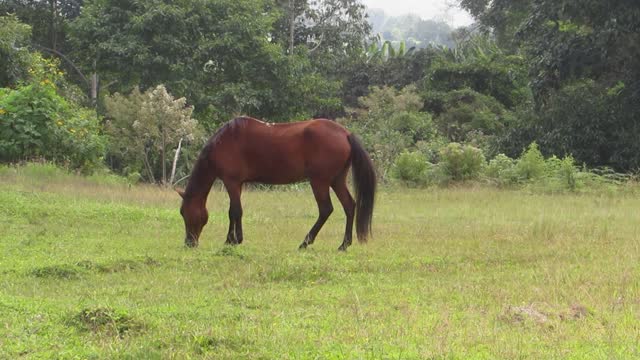 Animal horse cuadrupedo