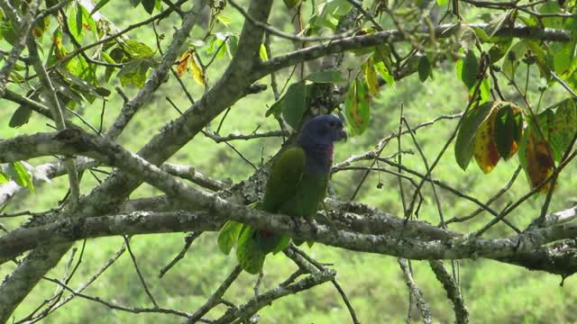 Nature bird parrot