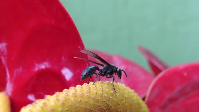 Yard macro flower
