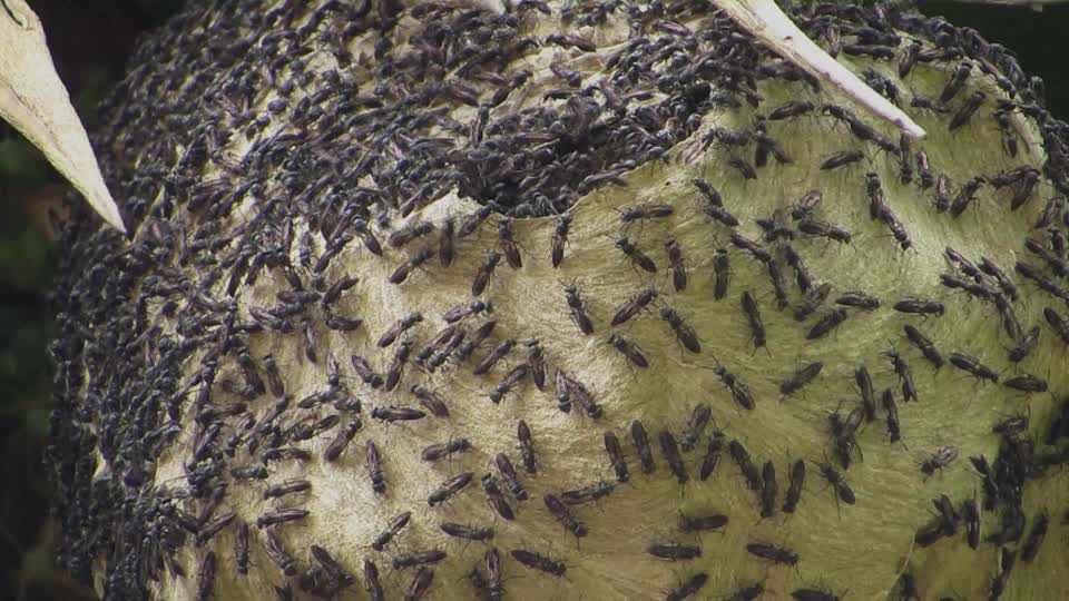 Emjambre hive wasps