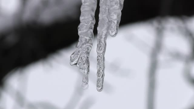 Winter icicles drops