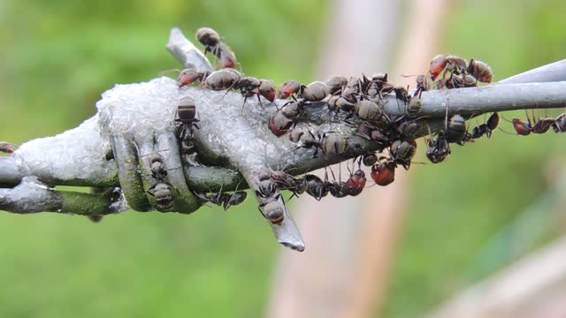 Insects ants nature