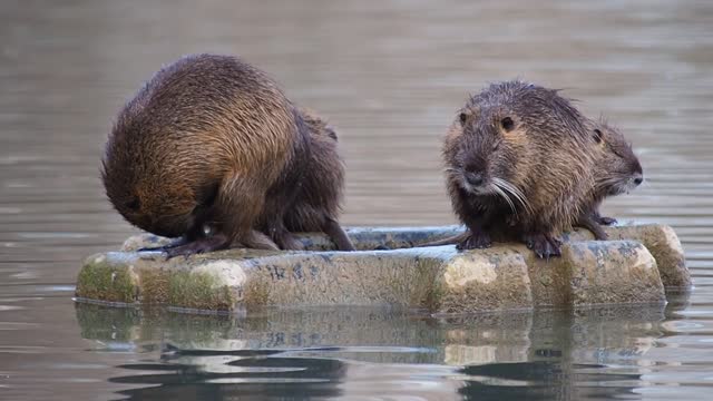 Nature animals mammals