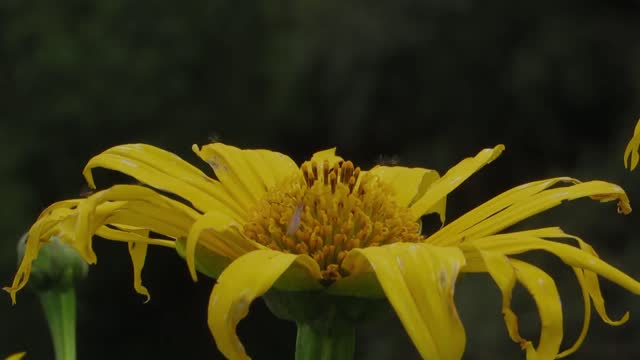 Nature yard flower