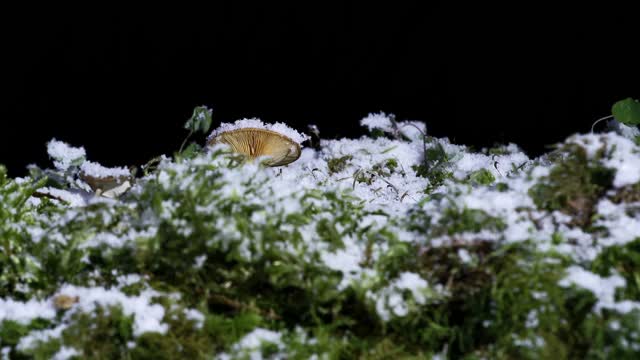 Snow snowfall mushroom