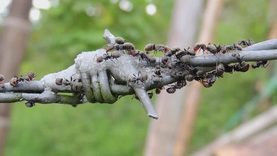 Insects ants collection