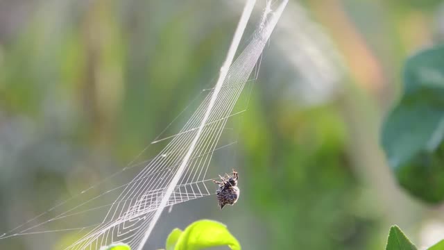 Spider weaver web arachnid