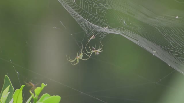 Insects nature weavers