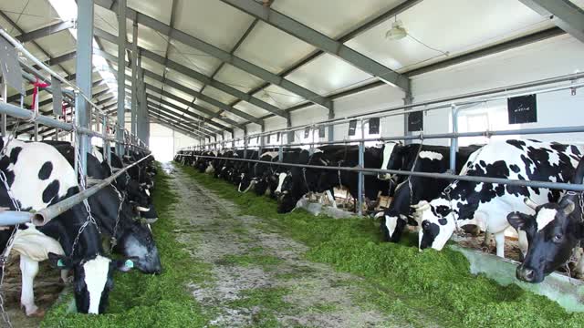 Cows agriculture the barn