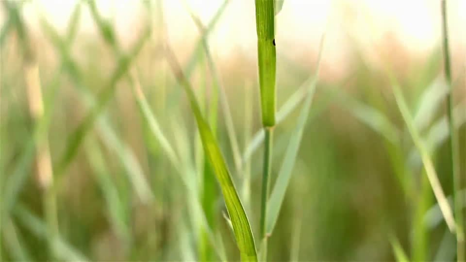 Grass prairie fields