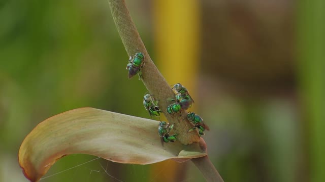 Nature insects bees