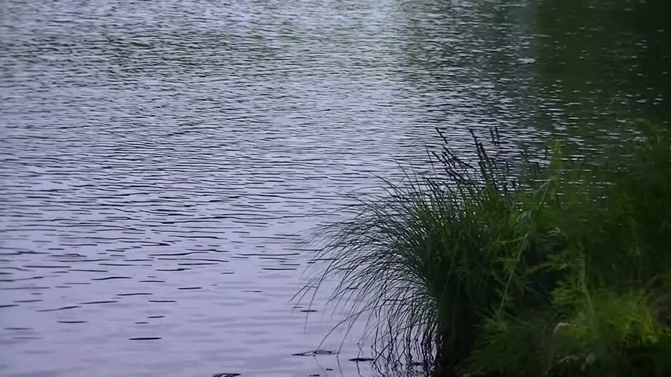 Water background bush breeze