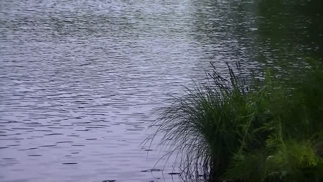 Water background bush breeze