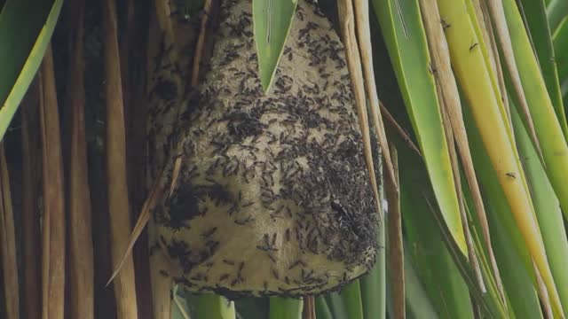 Nature hive wasps