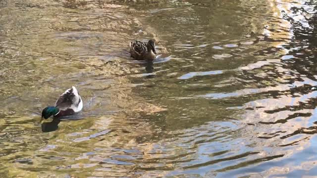 Ducks water park