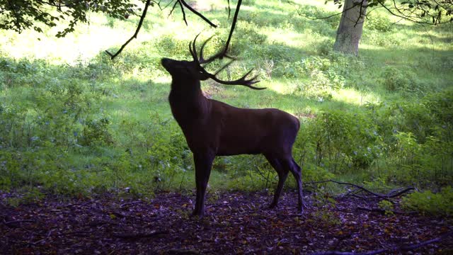 Deer antler branch