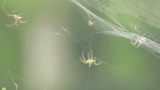 Nature spiders weavers