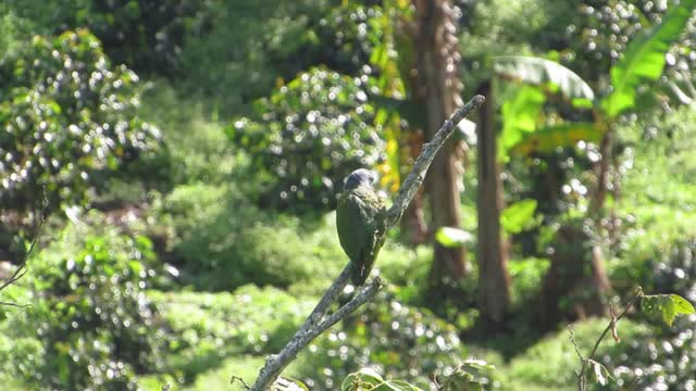 Nature parrot green