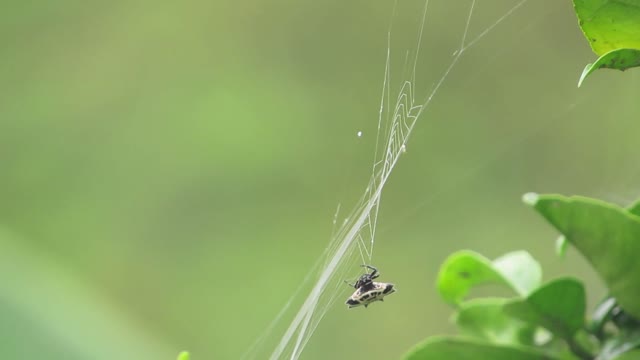 Spider nature insect