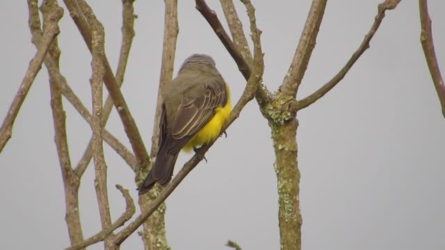 Nature bird armenia