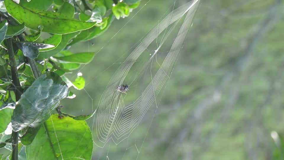 Spider insect weaving