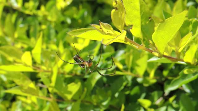 Insect arachnid spider garden