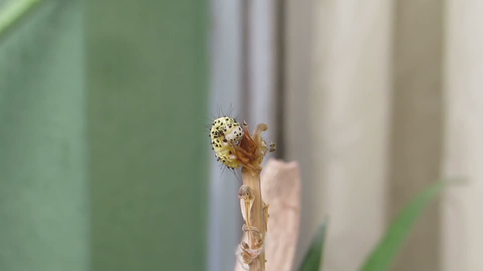 Fauna insect garden worm