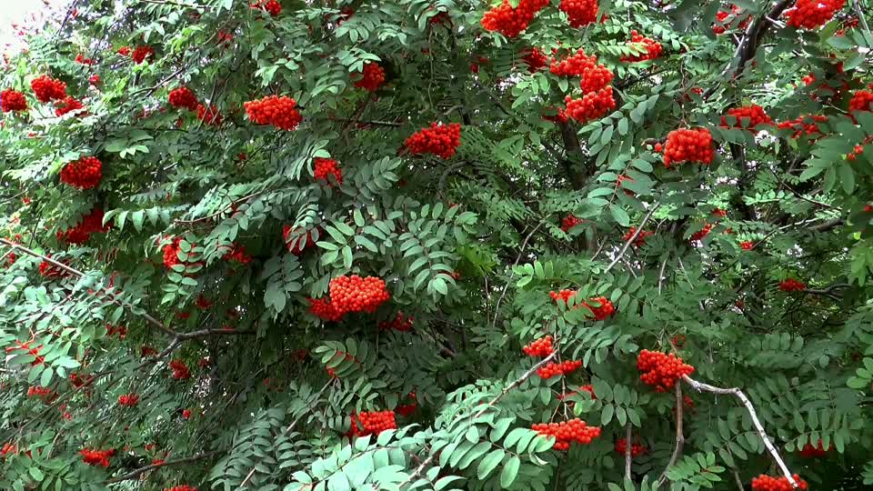 Rowan august nature