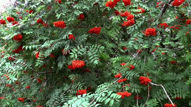 Rowan august nature