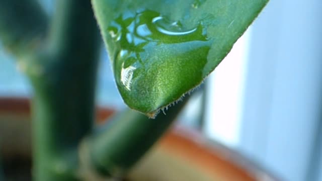 Water foliage sheet