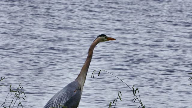 Heron bird avian